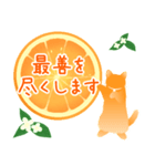【敬語】柑橘系猫（個別スタンプ：24）