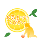【敬語】柑橘系猫（個別スタンプ：26）