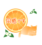 【敬語】柑橘系猫（個別スタンプ：34）