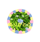 フラワーシンプルメッセージ（個別スタンプ：1）