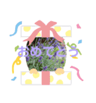 フラワーシンプルメッセージ（個別スタンプ：3）