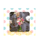 フラワーシンプルメッセージ（個別スタンプ：6）