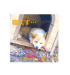 可愛いうちのサラ（個別スタンプ：2）