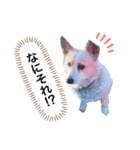 可愛いうちのサラ（個別スタンプ：3）