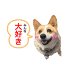 可愛いうちのサラ（個別スタンプ：4）