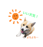 可愛いうちのサラ（個別スタンプ：6）