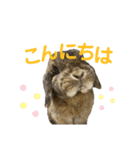 愛うさぎ らぶちゃんスタンプvol.3（個別スタンプ：1）