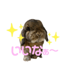 愛うさぎ らぶちゃんスタンプvol.3（個別スタンプ：11）