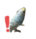 我が家の鳥たち！！（個別スタンプ：1）