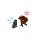 我が家の鳥たち！！（個別スタンプ：2）