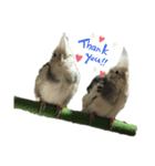我が家の鳥たち！！（個別スタンプ：3）