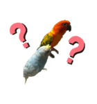 我が家の鳥たち！！（個別スタンプ：7）