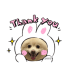 愛犬ポコの日常スタンプ2（個別スタンプ：2）