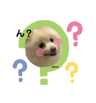 愛犬ポコの日常スタンプ2（個別スタンプ：7）