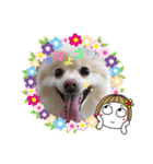 愛犬ポコの日常スタンプ2（個別スタンプ：8）
