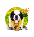 I'm St Bernard.（個別スタンプ：1）