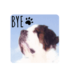 I'm St Bernard.（個別スタンプ：2）