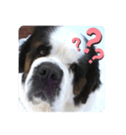 I'm St Bernard.（個別スタンプ：3）