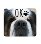 I'm St Bernard.（個別スタンプ：4）