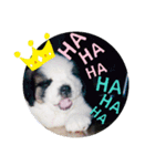 I'm St Bernard.（個別スタンプ：8）
