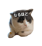 つぶのつぶやき（個別スタンプ：4）