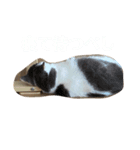 つぶのつぶやき（個別スタンプ：5）