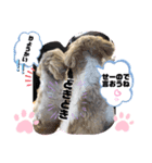 みことわんこ⑭（個別スタンプ：5）