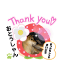 みことわんこ⑭（個別スタンプ：8）