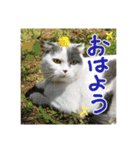 にゃーこの気まぐれ2（個別スタンプ：1）