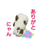 にゃーこの気まぐれ2（個別スタンプ：5）