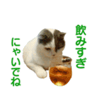 にゃーこの気まぐれ2（個別スタンプ：6）