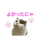 にゃーこの気まぐれ2（個別スタンプ：7）