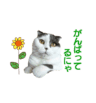 にゃーこの気まぐれ2（個別スタンプ：9）