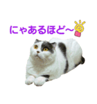 にゃーこの気まぐれ2（個別スタンプ：10）