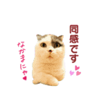 にゃーこの気まぐれ2（個別スタンプ：11）