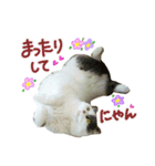 にゃーこの気まぐれ2（個別スタンプ：12）