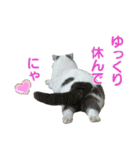 にゃーこの気まぐれ2（個別スタンプ：13）