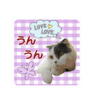 にゃーこの気まぐれ2（個別スタンプ：14）
