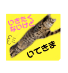 よちゅでおはなし（個別スタンプ：2）