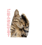 よちゅでおはなし（個別スタンプ：3）