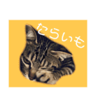 よちゅでおはなし（個別スタンプ：4）