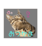 よちゅでおはなし（個別スタンプ：5）