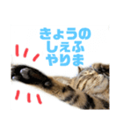 よちゅでおはなし（個別スタンプ：7）
