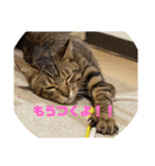 よちゅでおはなし（個別スタンプ：15）