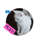 そらもも団3（個別スタンプ：6）