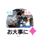 そらもも団3（個別スタンプ：15）