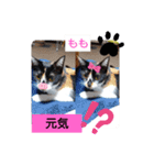 そらもも団3（個別スタンプ：17）