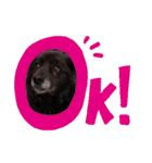 飼い主だけが可愛いと思ってるブサ犬（個別スタンプ：6）