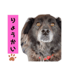 飼い主だけが可愛いと思ってるブサ犬（個別スタンプ：11）