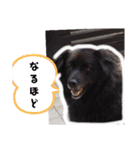 飼い主だけが可愛いと思ってるブサ犬（個別スタンプ：13）